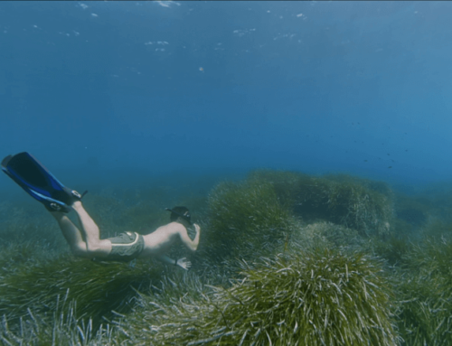 Posidonies et Coralligènes en 360°